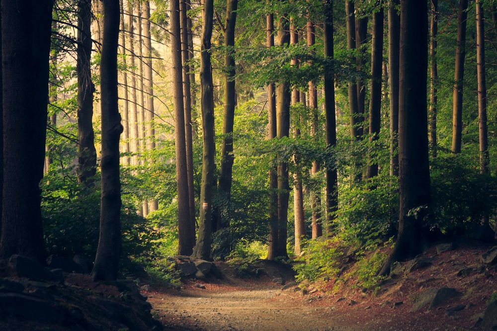 Sunlit walking track through tall trees